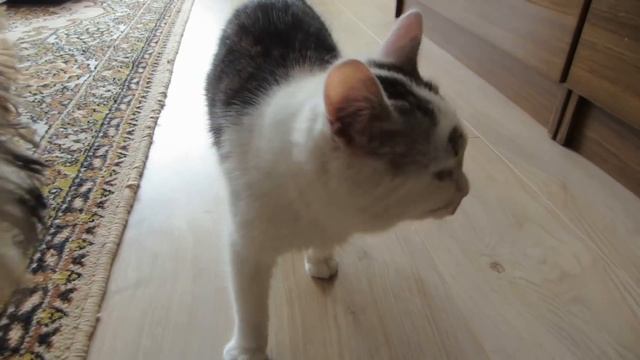 СМЕШНОЙ КОТ И КОШКА МУРКА отмечают ДЕНЬ СВ. ВАЛЕНТИНА! НОВЫЙ ЧЕЛЛЕНДЖ VALENTINE'S DAY! ЛЮБОВЬ смотреть онлайн