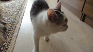 СМЕШНОЙ КОТ И КОШКА МУРКА отмечают ДЕНЬ СВ. ВАЛЕНТИНА! НОВЫЙ ЧЕЛЛЕНДЖ VALENTINE'S DAY! ЛЮБОВЬ