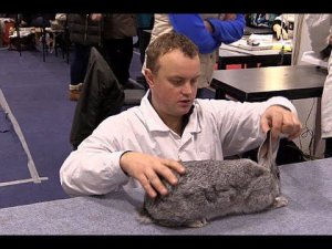 Оценка кролика породы советская шиншилла. Эксперт Лопатков И.В.