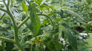 Обзор томатов Афен, Шахербаз, Хит, Найз, Айди, Осуми