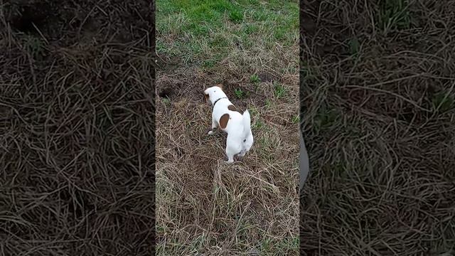 джек-рассел-терьер на охоте смотреть онлайн