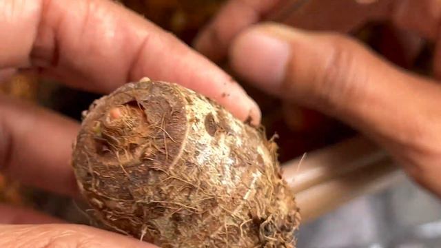 แก้ปัญหาบอนดำสตูลไม่แตกยอด เทคนิคการปลูกและวิธีดูแลดำสตูล วิธีปลูกบอนดำสตูล วิธีดูแลบอนดำสตูล смотреть онлайн