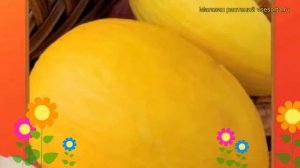 Дыня Таманская (Дыня). Краткий обзор, описание характеристик, где купить семена cucumis melo