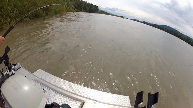 Ловля Осетра 2 метра 71см 180 кг см fraser river канада смотреть онлайн