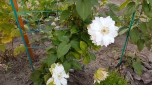 Клематис Сен Но Кейз. Clematis  Sen-no-Kase . Японские сорта клематисов .