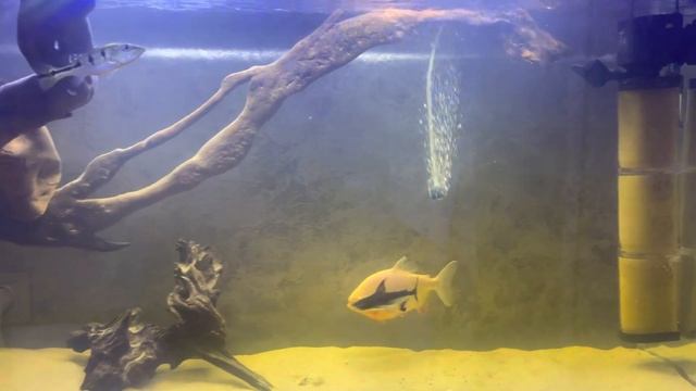 Аэрация воды в аквариуме смотреть онлайн