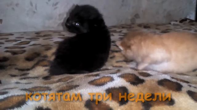 Kittens - the first month of life/ Котята - первый месяц жизни смотреть онлайн