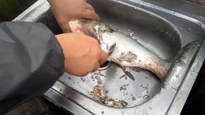 Удивительно, как быстро и легко почистить толстолобик.