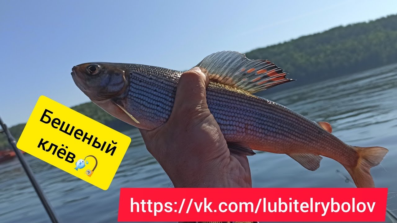 КЛЮЁТ НА КАЖДОМ ЗАБРОСЕ! Отличная рыбалка на Енисее. Ловим крупного хариуса смотреть онлайн