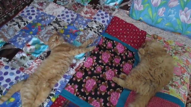 Рыжие кот и кошка балдеют. смотреть онлайн
