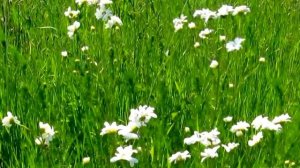 На лугу пасутся ко...