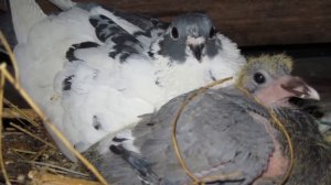 Разведение и содержание голубей в домашних условиях как бизнес идея