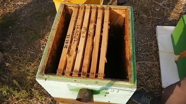 Как пчёлы обсиживают рамки после сборки гнезда на полномёдные рамки.