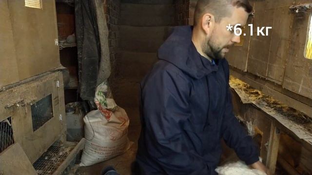 Вес индюков Белая широкогрудая в 5 месяцев смотреть онлайн