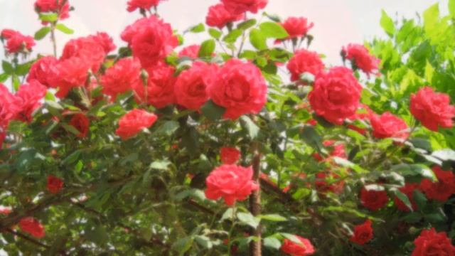 Roses From The South - Strauss смотреть онлайн
