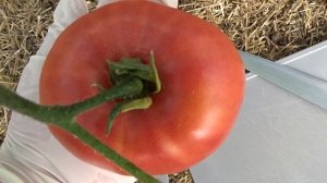 Томаты сорта Будёновка.