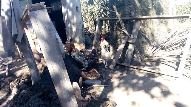 Куры роют траншею смотреть онлайн