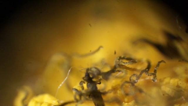 Насекомые в цветке одуванчика. Съемка через микроскоп на увеличении 40х при верхнем освещении смотреть онлайн