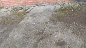 Как заводится  avantis lux 190 , zongshen 190