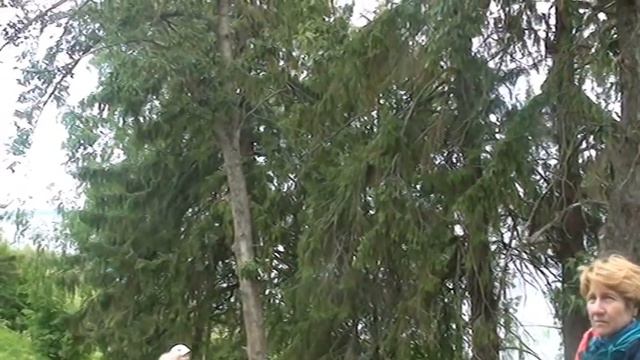 Чухлома.  История города