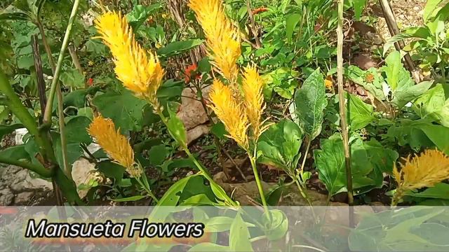 Mansueta Flower Shop II смотреть онлайн