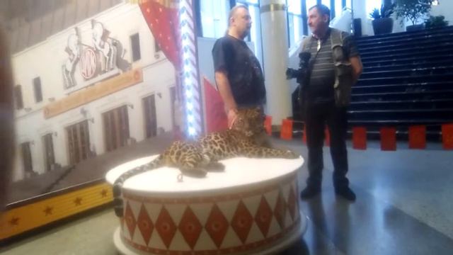 Картинка как лежит Лев и как он выглядит чтобы не грустить и для весёлого настроения смотреть онлайн