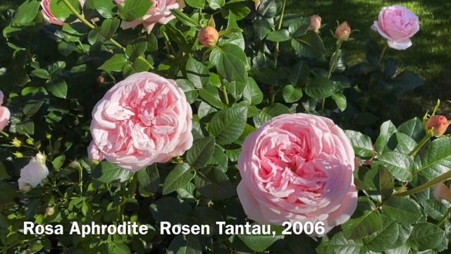 РОЗЫ В САДУ. ВАША ТАТЬЯНА! смотреть онлайн