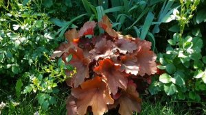 Гейхера "Рио" (Rio)