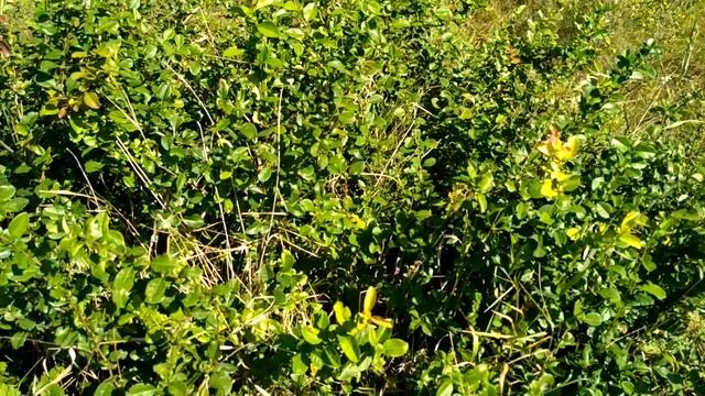 71. АЙВА - в домашней аптечке и на грядке. смотреть онлайн