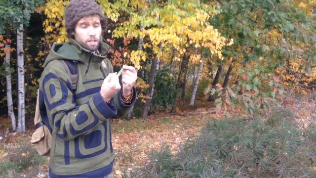 Sweet fern (Comptonia Peregrina)-Wild Medicinal Tea смотреть онлайн