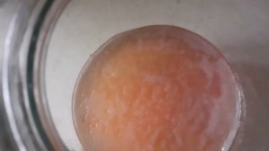 Как быстро выростить чайный гриб?