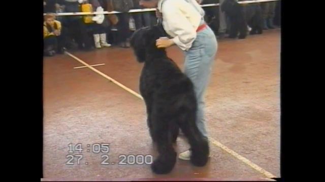 2000. Атаман - русский черный терьер на выставке. смотреть онлайн