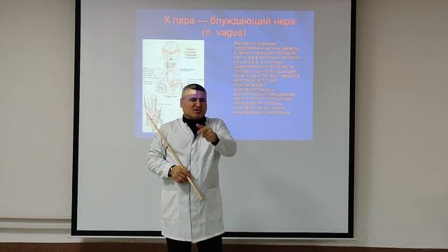 Черепные нервы.Топография черепных нервов.Черепно-мозговые нервы часть 2 смотреть онлайн