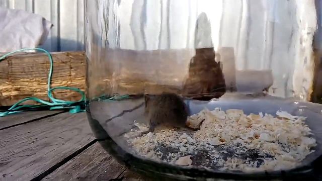 Поймали мышку :) смотреть онлайн