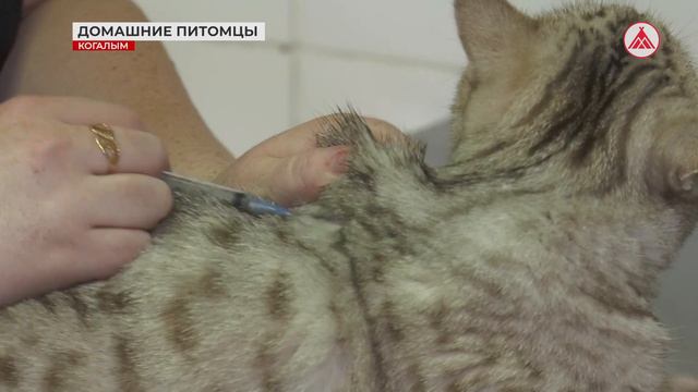 Жара и питомцы. Как нужно заботиться о четвероногих друзьях летом? смотреть онлайн