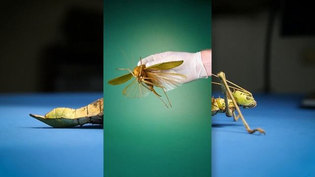 My New Mystery Insect смотреть онлайн