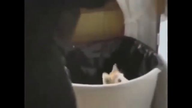 смешные видео КОШКИ НА БЕГОВОЙ ДОРОЖКЕ!!! смотреть онлайн