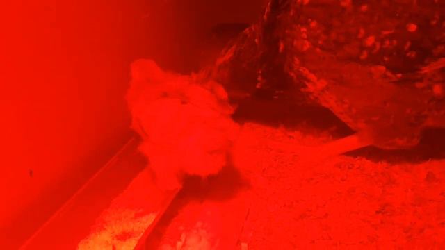 Цыплята марана рождены 5.03 и ( сложный)9-10.03 с квочкой, растут в курятнике. смотреть онлайн