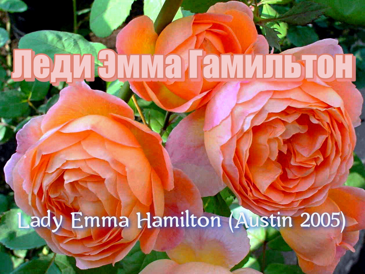 Роза Леди Эмма Гамильтон (Английская) - Lady Emma Hamilton (Austin 2005) смотреть онлайн
