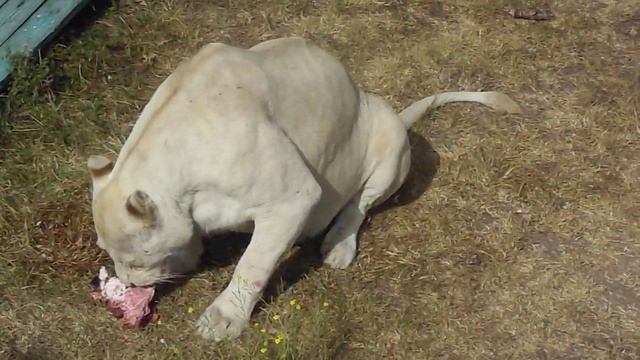 Тайган Парк Крым. Завтрак львов. смотреть онлайн