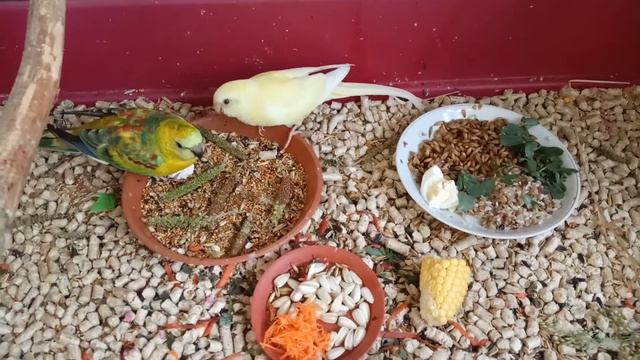 Певчие попугаи,разведение ч.7 смотреть онлайн