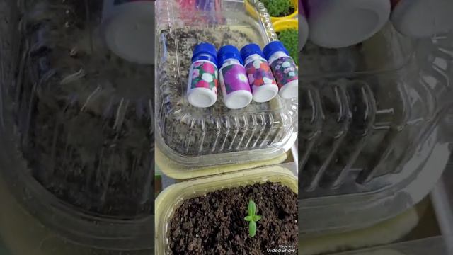 Всходы катарантуса🌺 смотреть онлайн