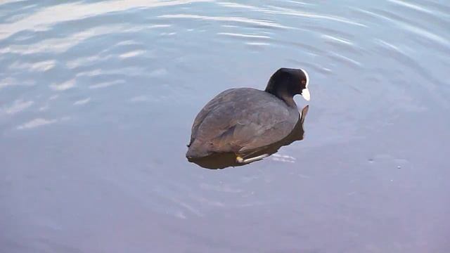 Duck diver (Утка-ныряльщица) смотреть онлайн