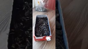 Как вырастить подсолнух ? дома?