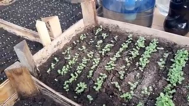 КАК ПРАВИЛЬНО ПОЛИВАТЬ ПЕТУНИЮ И ВСХОДЫ ПЕТУНИИ ???.mp4 смотреть онлайн