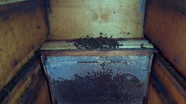 Гибель пчел от голода в течение первых дней зимовки. ?? смотреть онлайн