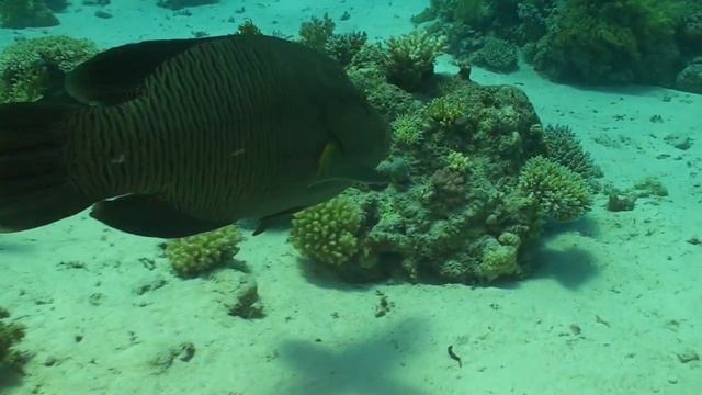 Банда хищников. Наполеон, окунь-галиаф, групер и прочие. смотреть онлайн