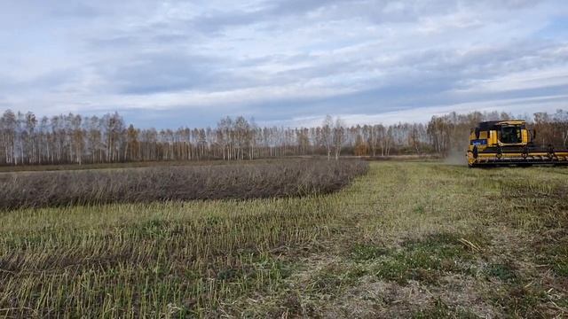 Уборка редьки масличной смотреть онлайн