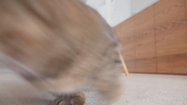 Highlights Of LuLu The Cat | Kittisaurus