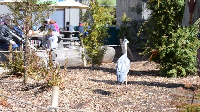 Airone cenerino (Ardea cinerea)- Dublin zoo смотреть онлайн